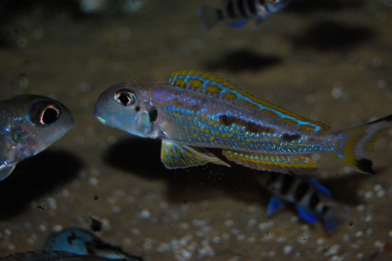 Xenotilapia singularis 'Kalya'